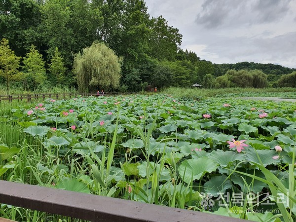 오송제에 핀 수려한 홍련꽃들.  