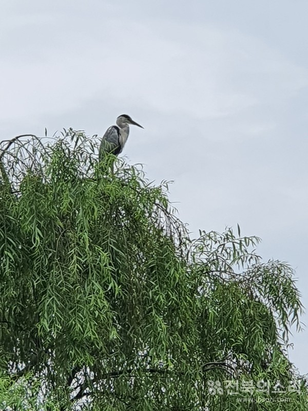        고민이 가득해 보이는 왜가리.