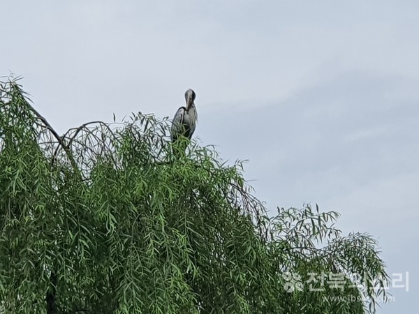 사진을 찍으려니 포즈를 달리 취해 보이는 왜가리.