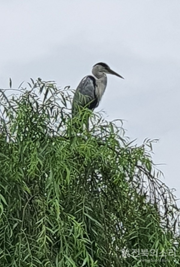 가을이 오고 있음을 알리는 왜가리.