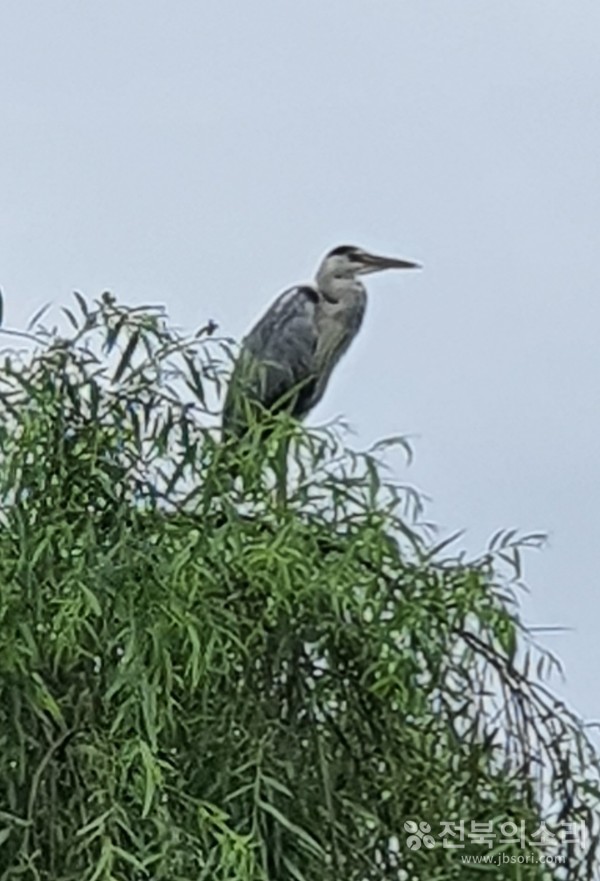 떠날 준비를 하며 먼 미지의 땅을 상상하는 왜가리.