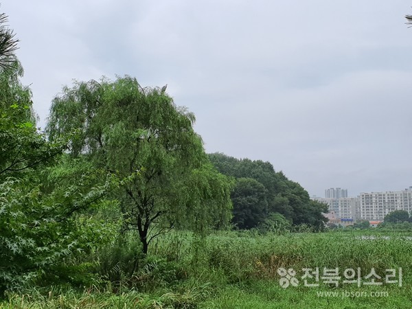 오송제를 지키고 있는 왜가리.