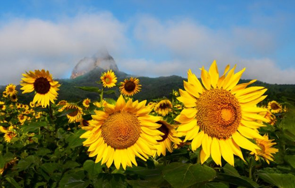 진안군 농업기술센터 앞에 노랗게 물든 해바라기꽃이 해마다 가을이면 장관을 이룬다(진안군 제공)