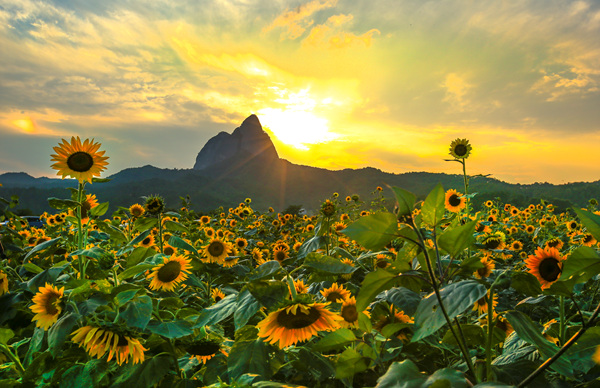 마이산과 잘 어울리는 해바라기 그리고 가을 하늘