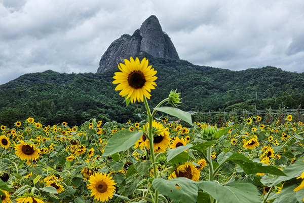 해바라기 꽃물결 사이로 마주 보이는 신비한 마이산 전경