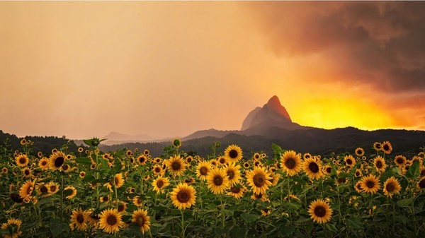 수도 없이 많은 해바라기가 활짝 피어서 군락을 이루고 있어 장관을 이루고 있다.
