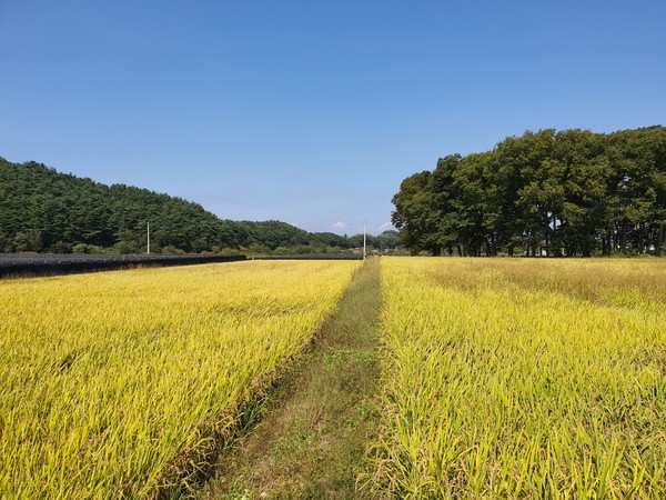          잘 익은 벼들이 수확을 기다리고 있다. 