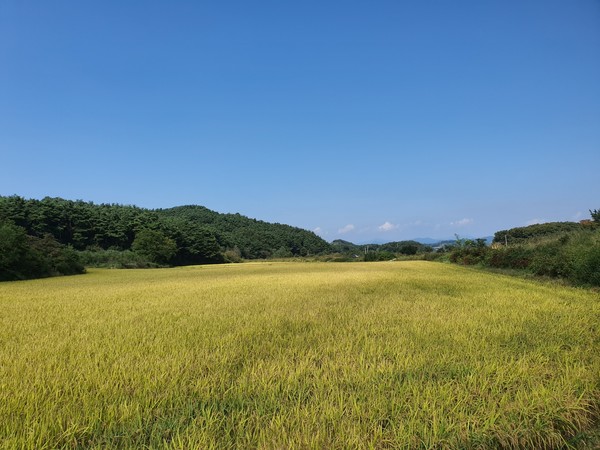 황금빛 들녘이 일손 부족으로 방치돼 있다.