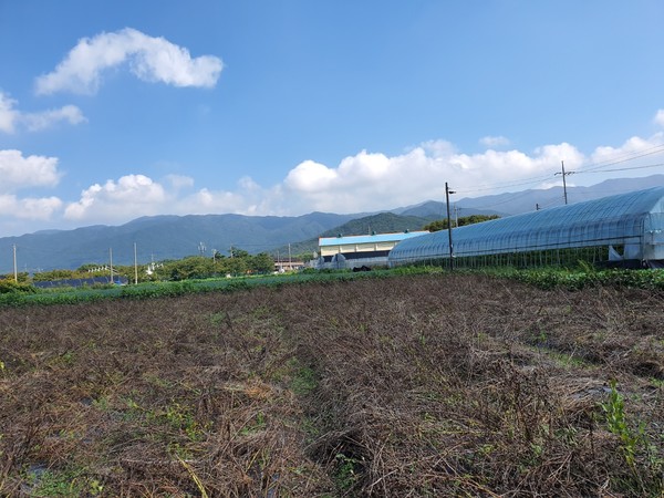 방치된 밭 주변.