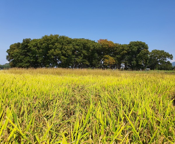                     누렇게 익은 벼들이 고개를 숙이고 있다.