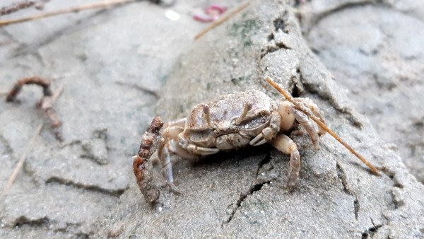      새만금 수라갯벌에서 서식하고 있는 흰발농게 암컷(사진=새만금신공항백지화공동행동 제공)