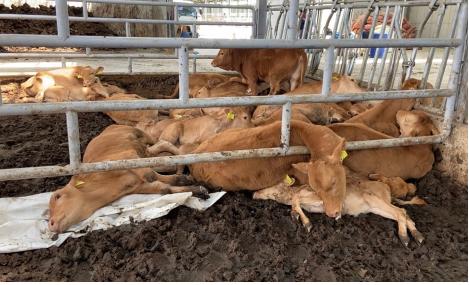지난 6월 경남 밀양지역 브루셀라병 감염 축산 농가에서 살처분 된 소들