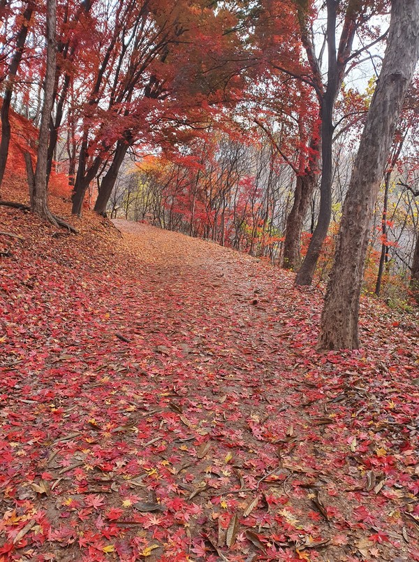             전주시 건지산에서 촬영(2021.11.22)