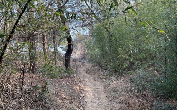 전주시 가련산공원 내 숲길.