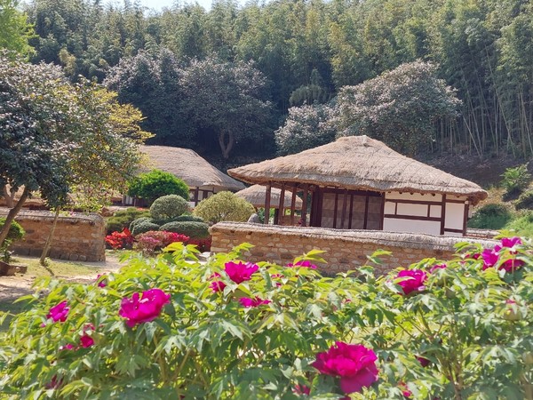 영랑 시인의 생가에 활짝 핀 모란꽃들