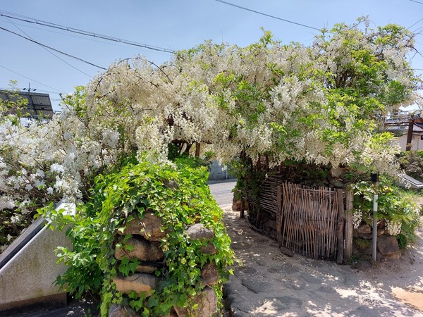 사의재 대문에 활짝 핀 등나무꽃