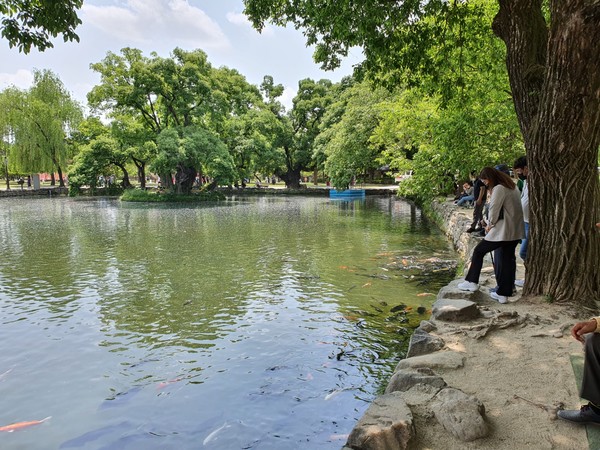 광한루 호수에서 노니는 비단잉어들