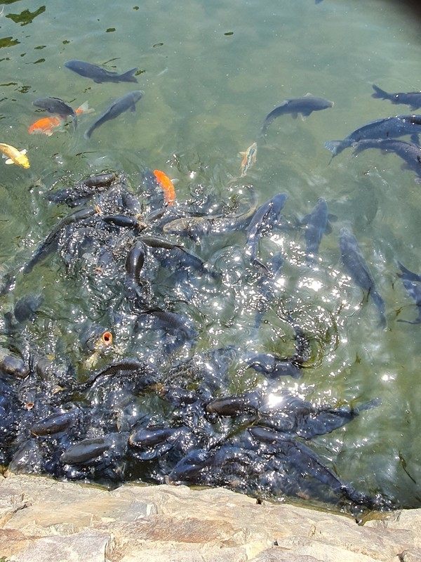                        광한루의 비단잉어는 사람 얼굴을 닮았다고 해서 '인면어'라고도 부른다