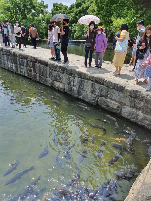                       광한루 비단잉어들이 사람들을 반기며 마치 호수를 안내하고 있는 듯하다