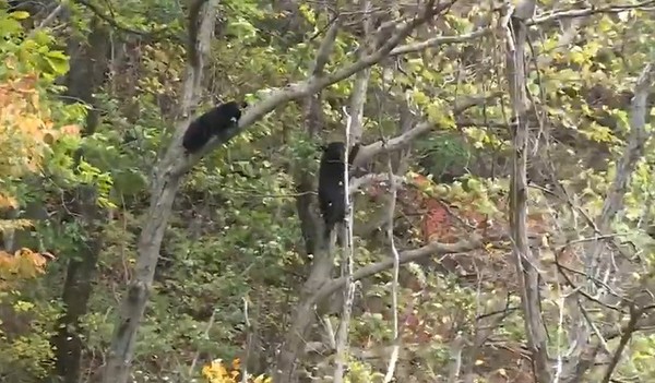 지리산에 서식중인 토종 야생 반달곰들(자료사진)