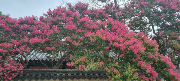 전주경기전에 활짝 핀 배롱나무꽃(사진=신정일)