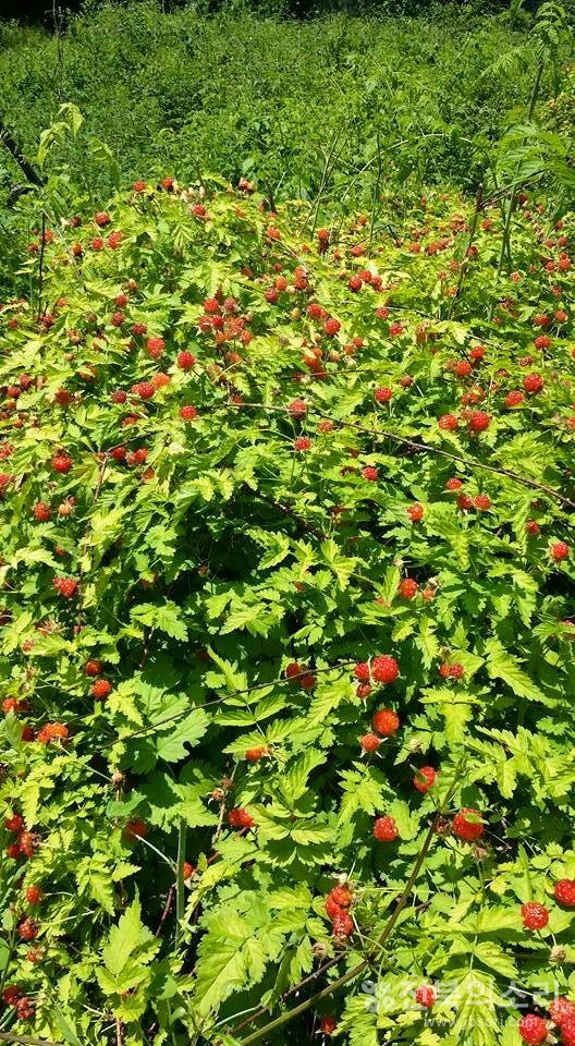 오늘 전북지역은 한낮에 기온이 33도까지 오르는 등 찜통더위가 이어지겠다.