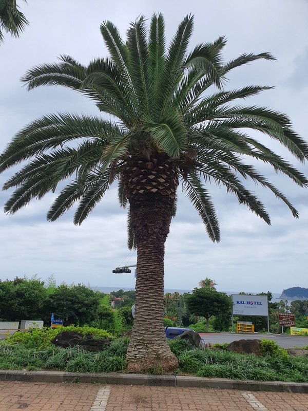 서귀포에 들어서니 야자수가 가장 먼저 반겨 주었다.