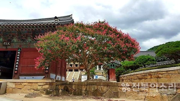 천왕문 앞에도 배롱나무꽃이 '활짝'.
