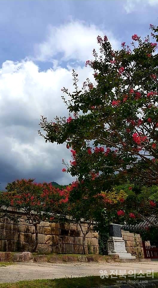 100일 동안 붉은 자태를 뽐내는 백일홍. 