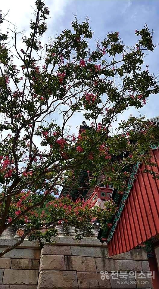 가슴 아픈 사랑의 전설을 지닌 배롱나무.