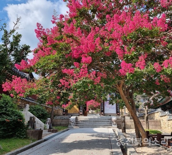 폭염에 더욱 화사한 화엄사 배롱나무꽃.