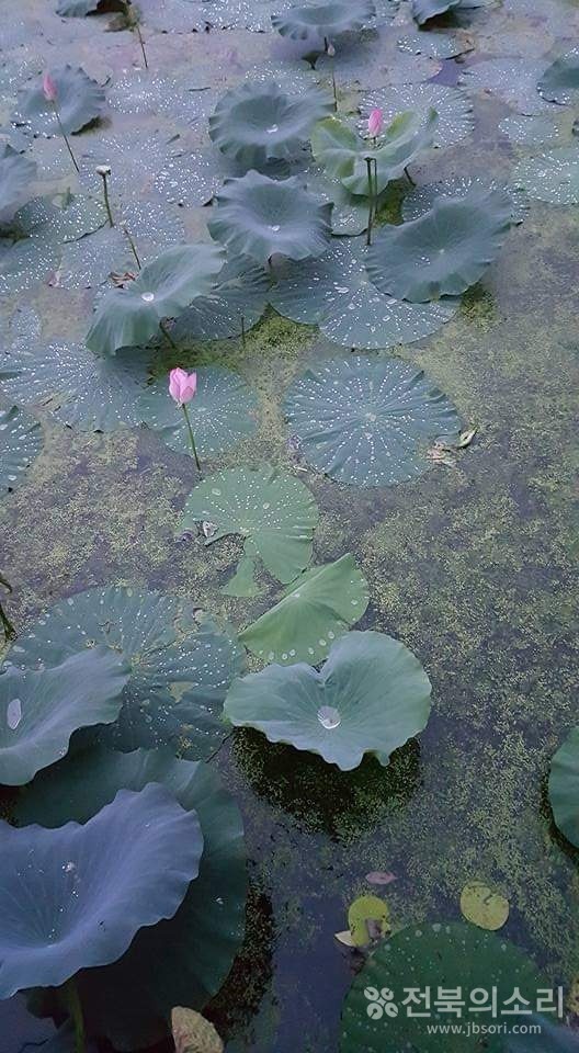              늦여름까지 아름다운 모습을 지키는 오송제 연꽃 군락지.