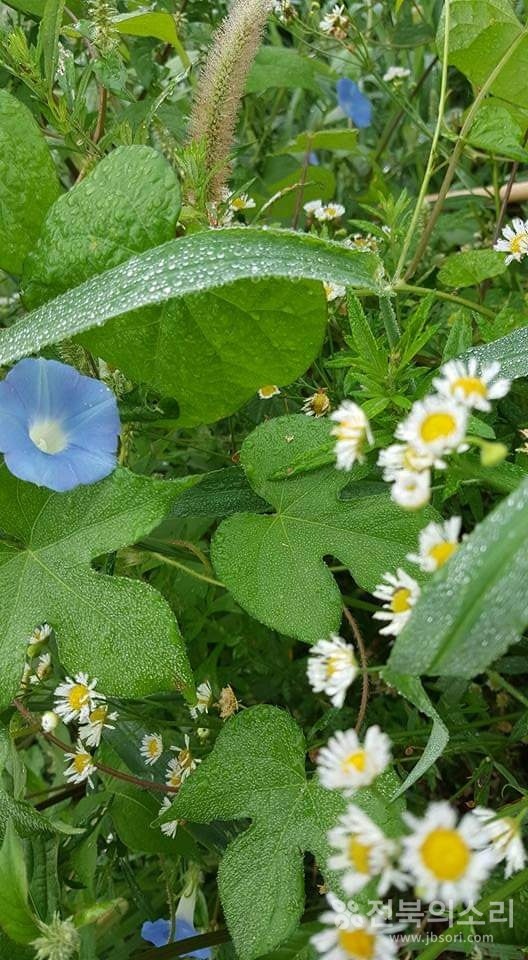              가을을 알리는 오송제 전령사들.