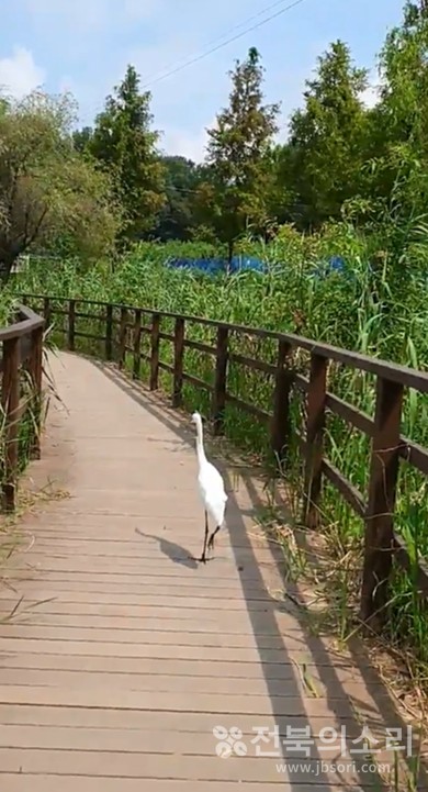혼자 외롭게 산책 중인 백로.