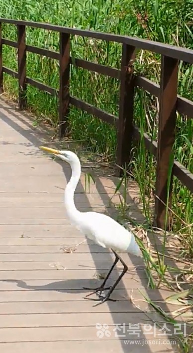 걷다 말고 생각에 깊이 빠진 백로.