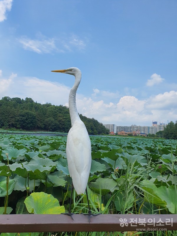                          아파트가 멀리 보이는 호수에서 우아한 폼을 잡아보는 백로 뒷모습. 