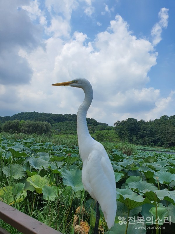                           하얀 구름을 머리에 얹고 사색 중.