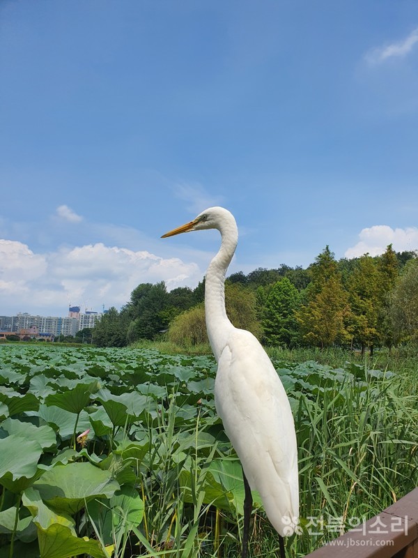                          고요한 연꽃 호수를 바라보며 흩어진 마음을 다잡고...
