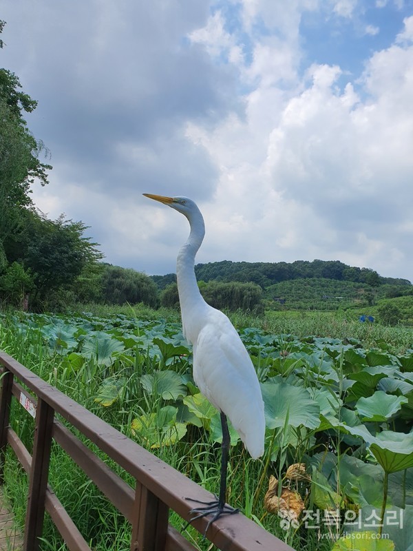                          노래하며 시도 읊고...고고한 선비 흉내를 내고 있는 백로.