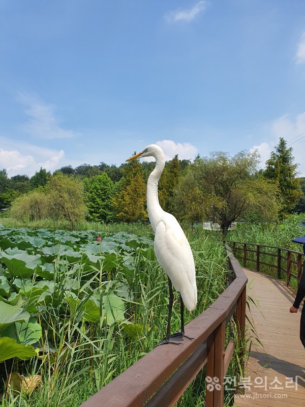                       사람들이 오가는 길목에서 고고한 자태를 뽐내고 서있는 백로.