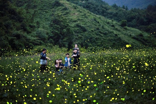 무주반딧불축제(사진=무주군 제공)