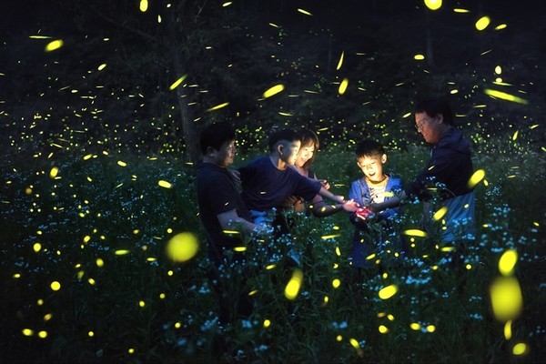 무주 반딧불이 축제(사진=무주군 제공)