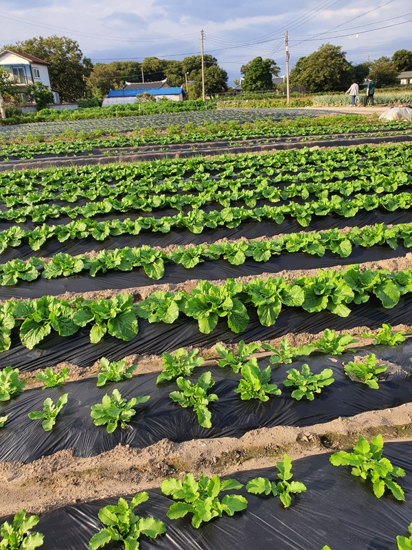 가을 무가 한창 자라고 있는 마을 텃밭.  