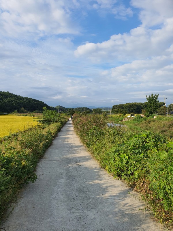 논과 강을 사이에 두고 가로 지르는 들녘길.  