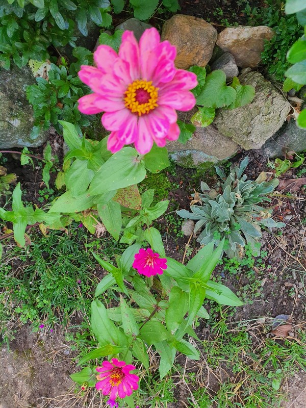 농촌은 어딜 가나 지천이 꽃밭이다.