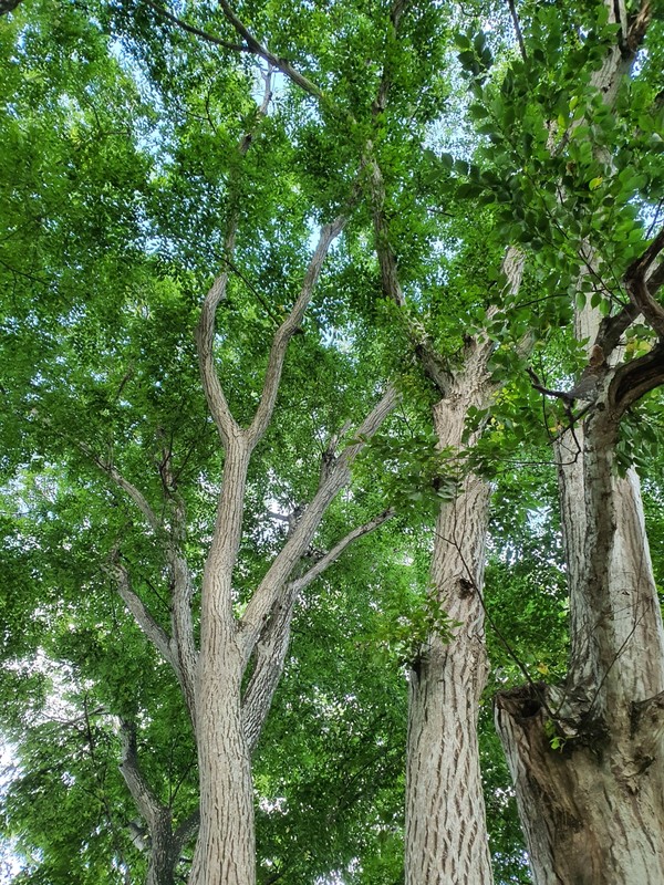 수령이 200년 다 된 서어나무들.