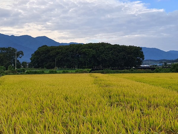 황금빛 들녘에서 엄마의 포근함이 묻어난다.