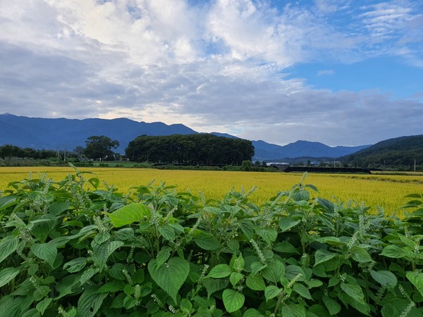 멀리 보이는 정령치 발아래 서어나무 숲.