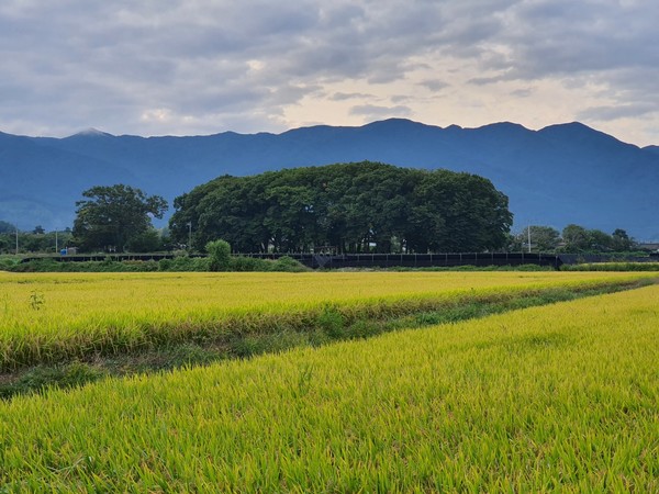 논과 밭, 마을의 안녕을 지켜주는 서어나무 숲.