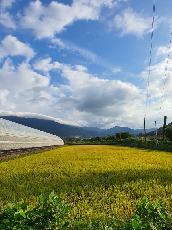 황금 들녘과 비닐하우스가 묘한 조화를 이루고 있는 농촌. 